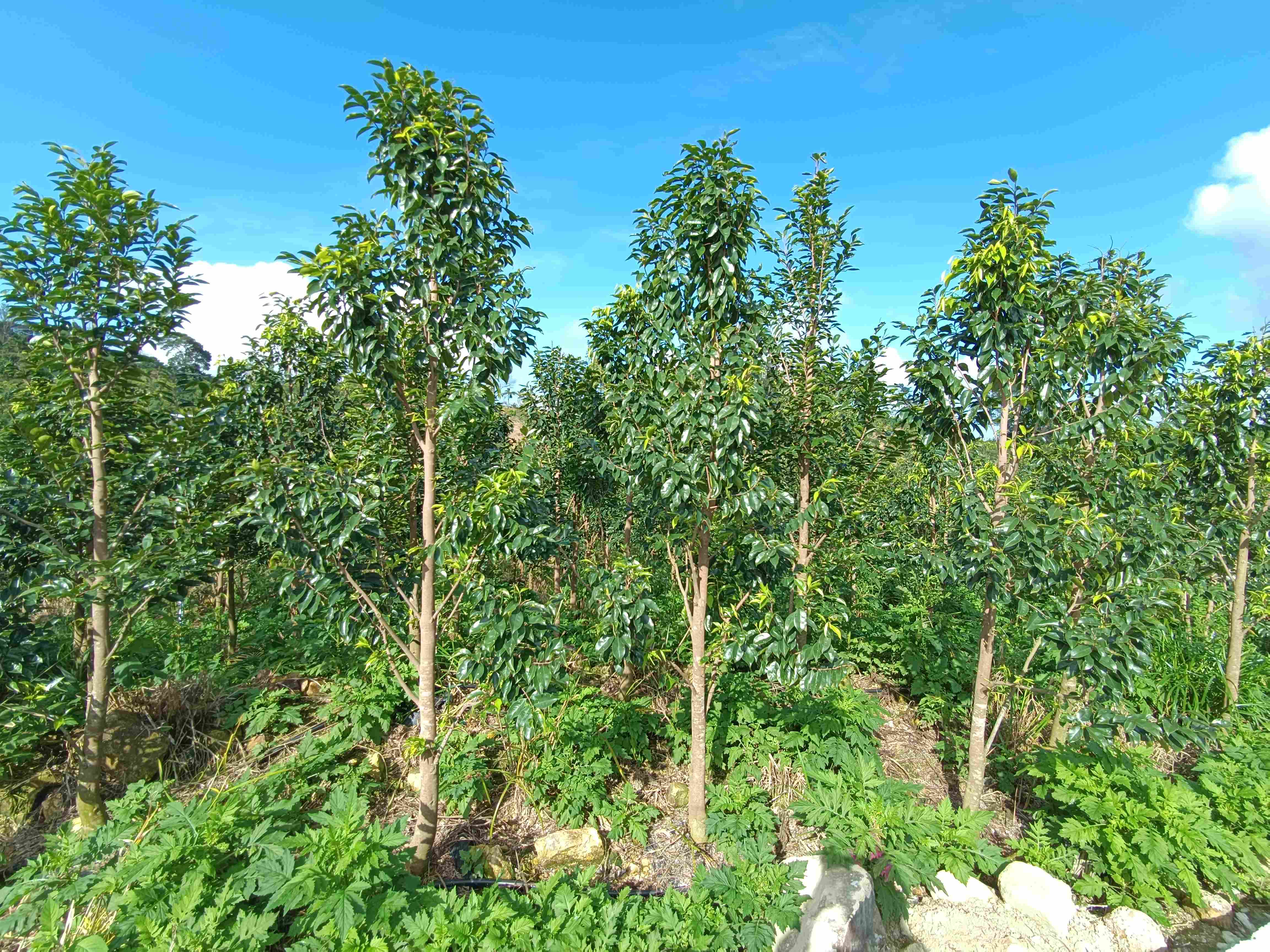 1705886054475416.jpg 1705886054475416.jpg